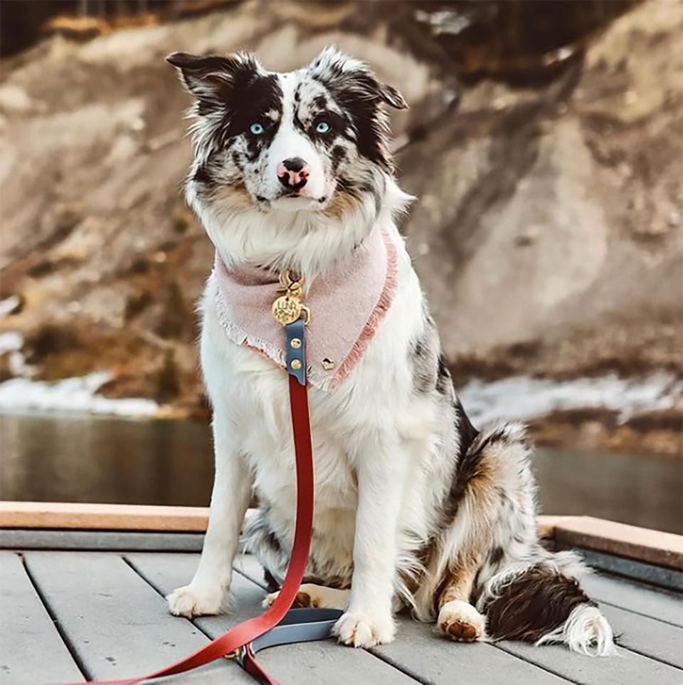 luna the border aussie sitting on dock