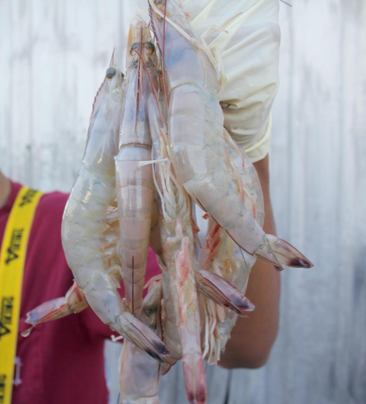 Fresh Louisiana shrimp are available from local fishermen via LouisianaDirectSeafood.com. [Zehnder/Louisiana Department of Wildlife and Fisheries]