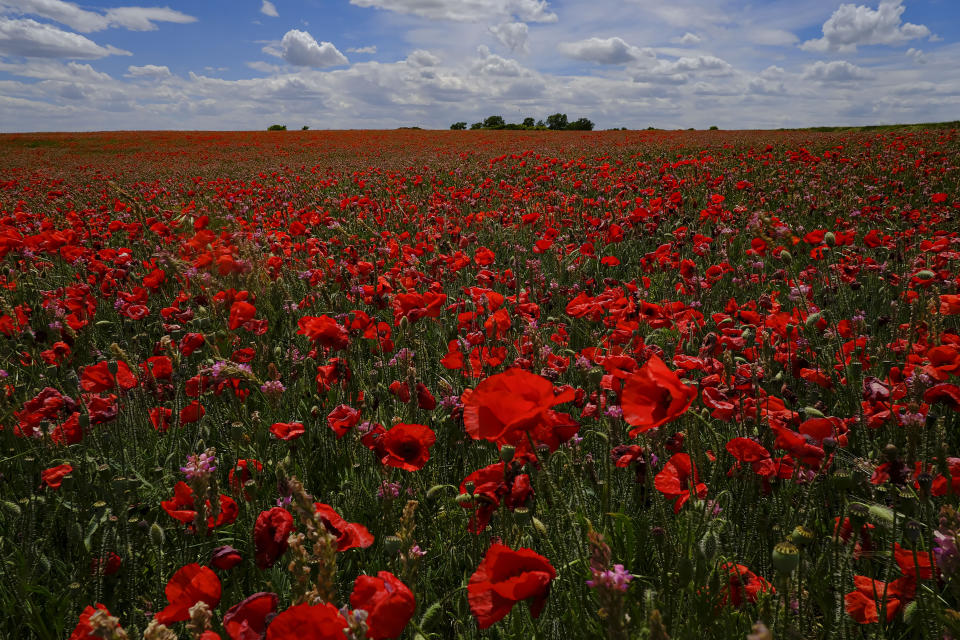 A field of poppy cover the landscape during a stage of "Camino de Santiago" or St. James Way near to Castrojeriz northern Spain, Wednesday, June 1, 2022. Over centuries, villages with magnificent artwork were built along the Camino de Santiago, a 500-mile pilgrimage route crossing Spain. Today, Camino travelers are saving those towns from disappearing, rescuing the economy and vitality of hamlets that were steadily losing jobs and population. “The Camino is life,” say villagers along the route. (AP Photo/Alvaro Barrientos)