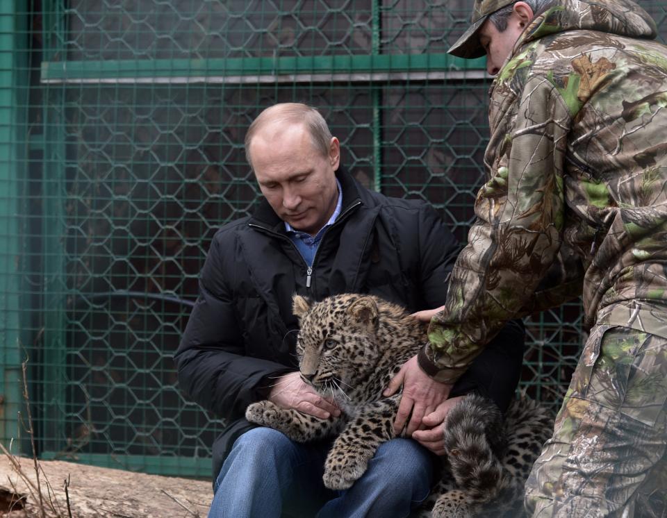 Russian President Vladimir Putin pets a snow leopard cub at the snow leopard sanctuary in the Russian Black Sea resort of Sochi, Tuesday, Feb. 4, 2014. Putin checked in Tuesday at a preserve for endangered snow leopards and visited a group of cubs born last summer in the mountains above the growing torrent of activity in Sochi for the Winter Games. (AP Photo/RIA-Novosti, Alexei Nikolsky, Presidential Press Service)