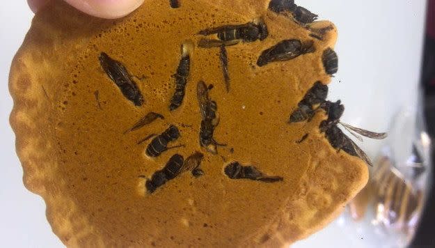 <p>Für den kleinen Hunger zwischendurch: Wespencracker. Dazu werden die Insekten in kochendes Wasser geworfen, getrocknet und anschließend wie kleine Schokostückchen in den Keks eingebacken. (contiki.com) </p>