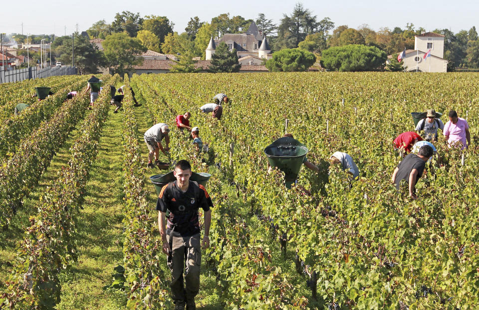 FILE - This Oct. 7, 2013 file photo shows workers collecting red grapes in the vineyards of the famed Chateau Haut Brion, a Premier Grand Cru des Graves, during the grape harvest season, in Pessac-Leognan, near Bordeaux, southwestern France. Amid a rising tide of concern and protest in France over the use of legal toxins by its massive and powerful farming industry, President Emmanuel Macron's government is planning the enforced creation of small buffer zones to separate sprayed crops from the people who live and work around them. (AP Photo/Bob Edme, File)