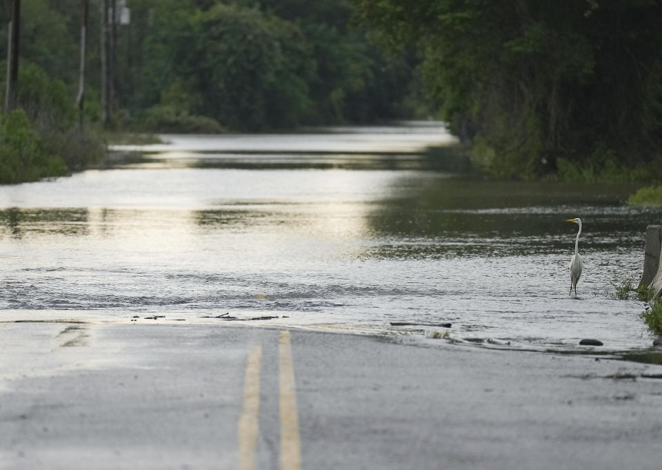 A heron stands as water flows over N. Houston Road, making the road impassible on Sunday, May 5, 2024, in Humble, Texas. (Elizabeth Conley/Houston Chronicle via AP)