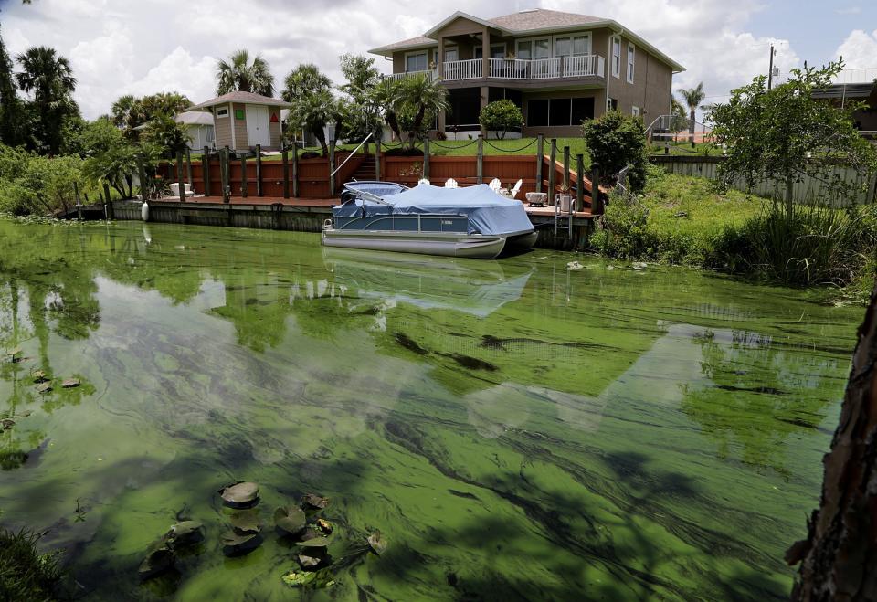 A deepening algae bloom seen at a canal behind houses on the south side of Calooshatchee River in the River Oaks on June 27. (Photo: Miami Herald via Getty Images)