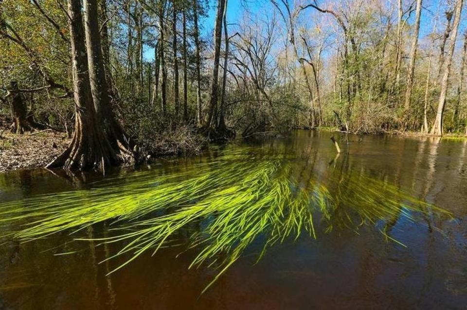 South Fork of the Edisto River. This river is threatened by water siphoning from mega farms, critics say. Industrial-scale farms dispute that.