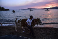 A man leaves with his cow as advancing fires rage Hisaronu area, Turkey, Monday, Aug. 2, 2021. For the sixth straight day, Turkish firefighters battled Monday to control the blazes that are tearing through forests near Turkey's beach destinations. Fed by strong winds and scorching temperatures, the fires that began Wednesday have left eight people dead. Residents and tourists have fled vacation resorts in flotillas of small boats or convoys of cars and trucks. (AP Photo)