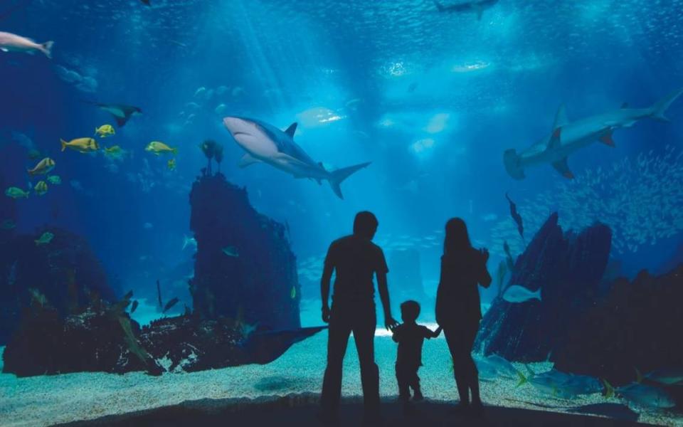 Explore the underwater world found in the Gulf of Mexico and Caribbean at the Texas State Aquarium, where there are over 250 species of fish, reptiles, mammals, birds and invertebrates.