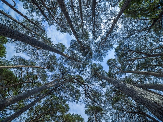 Queen’s Green Canopy exhibition