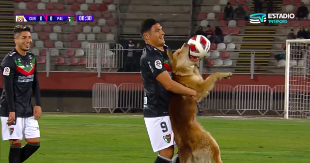 Watch as playful dog interrupts soccer game and refuses to let go of the  ball in Chile