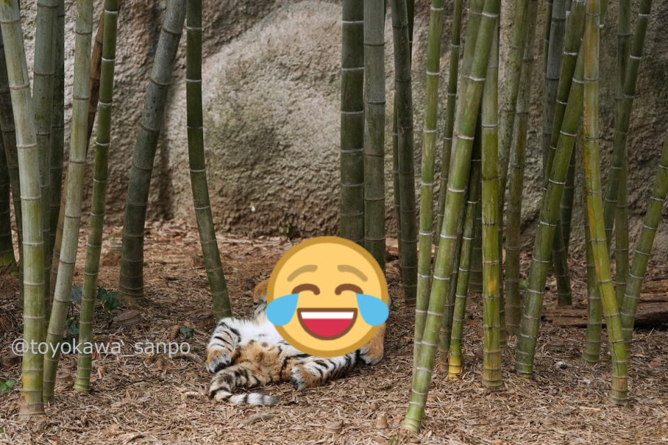 ▲日本一名推主在「濱松市動物園」看見一隻幼虎在竹林下熟睡。（圖／twitter帳號toyokawa_sanpo）