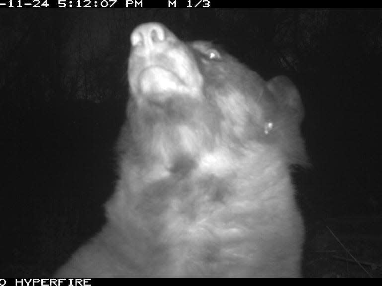 A bear took 400 selfies with a wildlife camera in Boulder, Colorado.