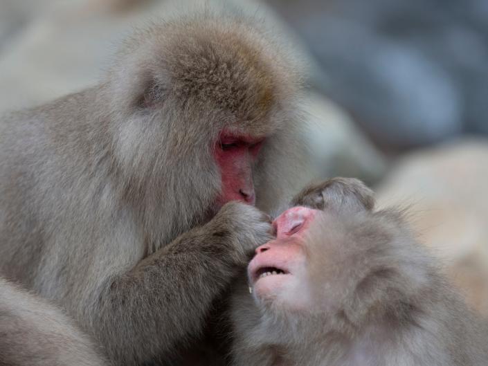 A Japanese macaque grooms another