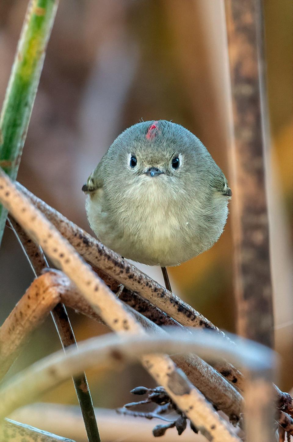 A puffed-up bird that appears to be angry.