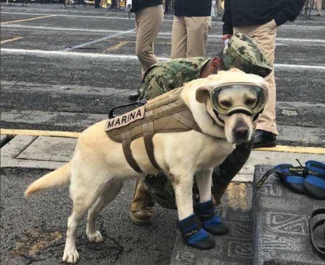 Mexican Navy rescue dog Frida is being called a hero after saving 52 lives in her career.