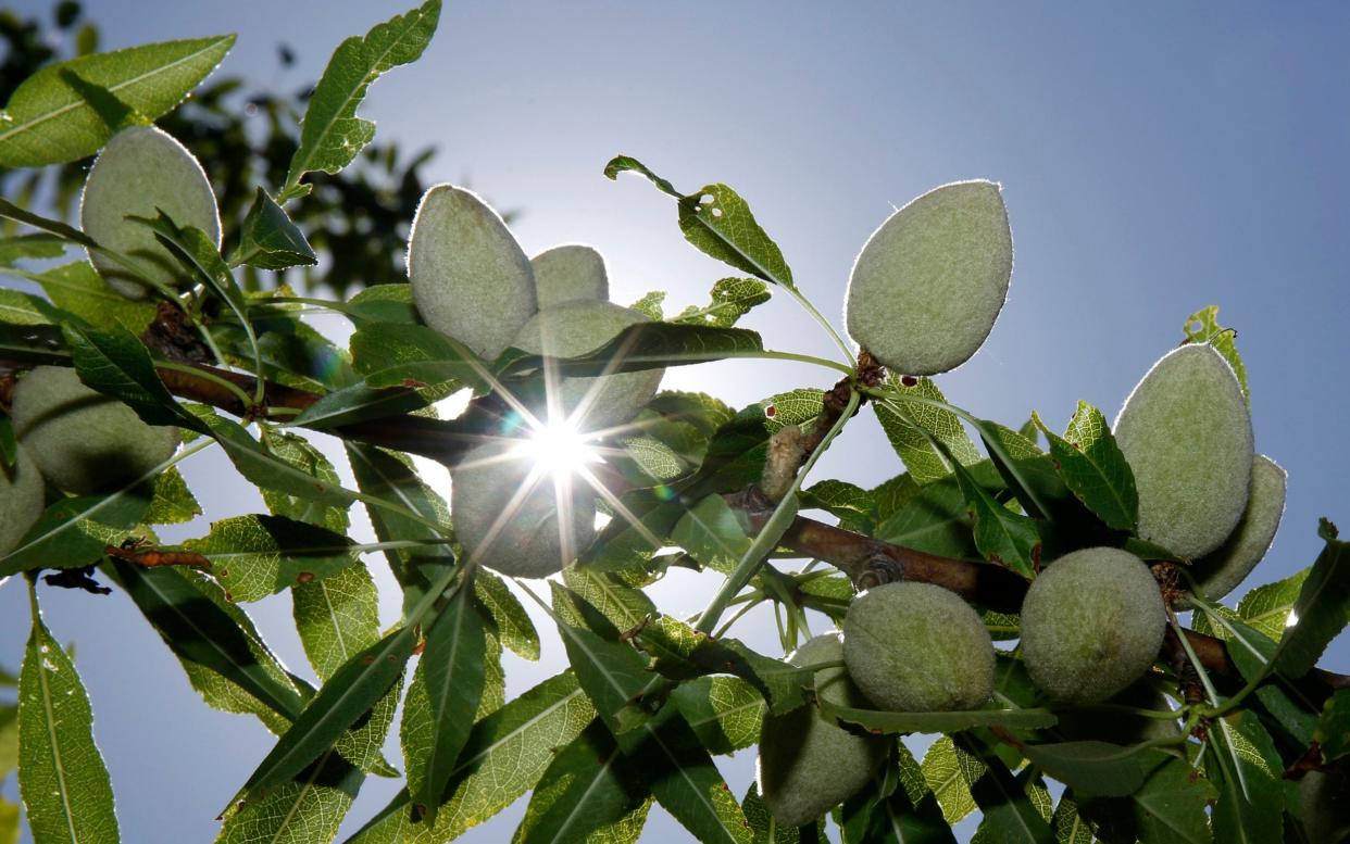 Almonds require more water than any other dairy alternative, consuming 130 pints to produce a single glass of almond milk - Rich Pedroncelli/AP