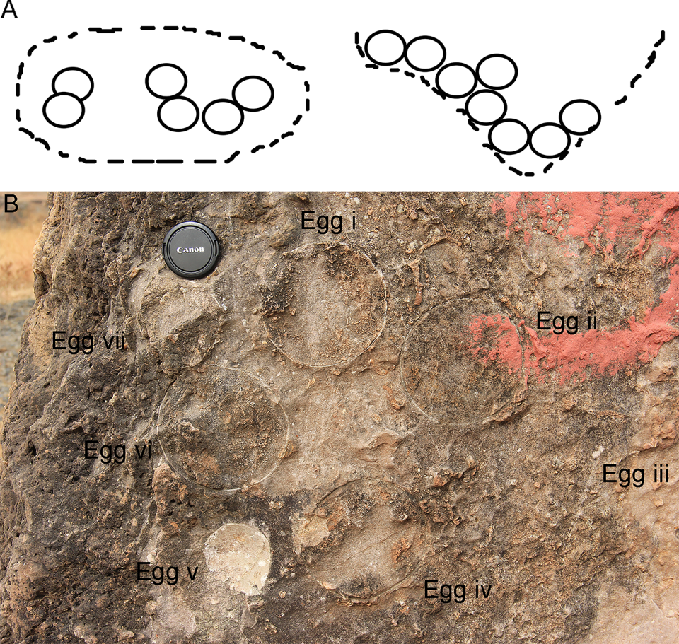 (A) Sketch of the circular clutch type (modified after Moratalla et al. [64]). (B) Field photograph of circular type clutch showing eggs with sediment gaps from clutch P35 from Padlya, M.P. / Credit: Harsha Dhiman & G. V. R. Prasad