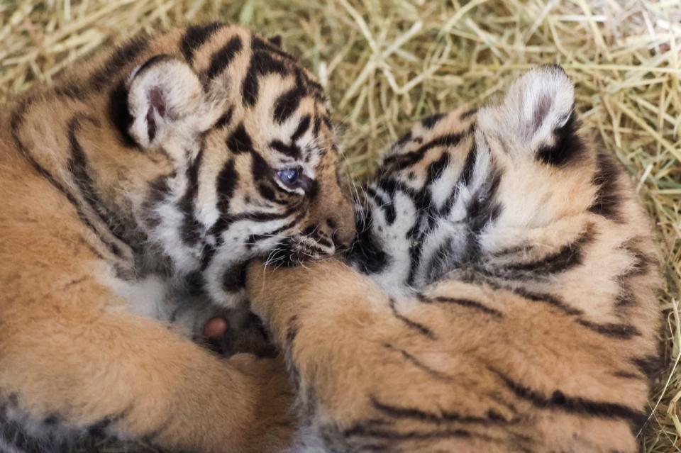 法國亞眠動物園迎來2隻蘇門答臘虎寶寶。路透社