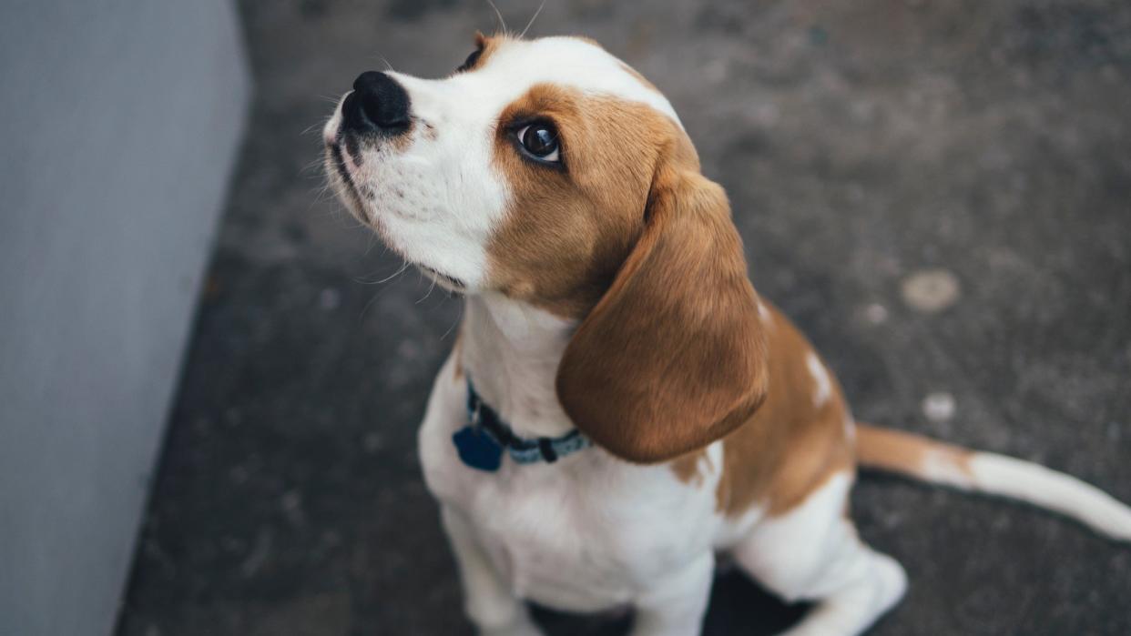 beagle