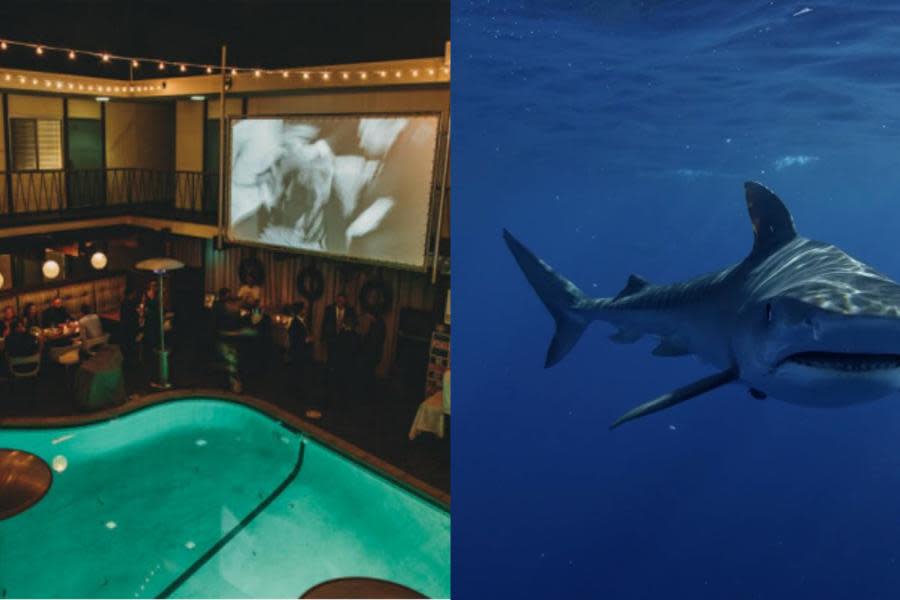 ¡Sumérgete en el terror! Ve completamente gratis la película “Tiburón" en la piscina de icónico hotel de San Diego    