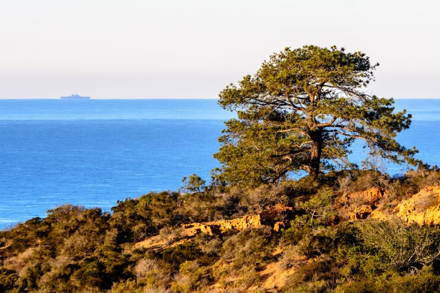A lone tree stands on the cliffs in Torrey Pines State Reserve.