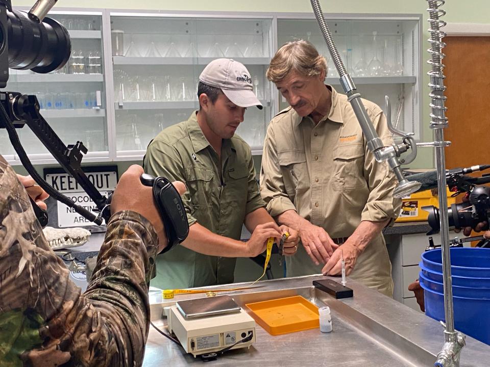 Crocodiles thrive outside Florida Power & Light's Turkey Point nuclear plant.