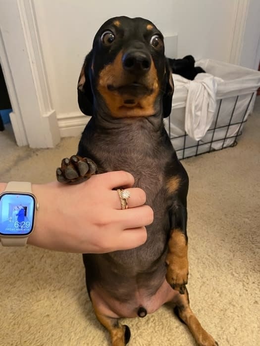 Person's hand holding a standing dachshund's paw, with a smartwatch visible on the wrist