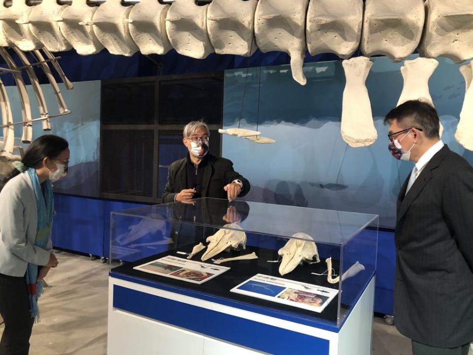 成大海洋生物及鯨豚研究中心主任王浩文（中）介紹南瀛海洋保育教育中心展示的標本。（記者施春瑛攝）