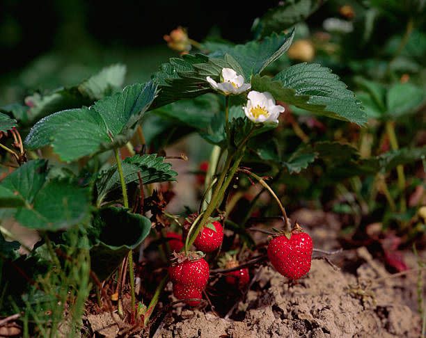 These Are the Best Berries to Grow in Your Garden This Spring