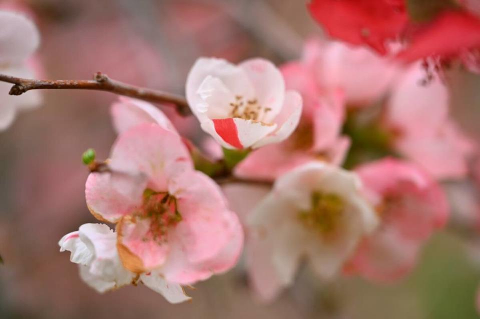 武陵農場還有極少見一半紅、一半白的「紅透半邊天」海棠花，是自然界中極為少見的「鑲崁體」，由2種或多種遺傳上不同細胞的類型，混合而成的植物體。   圖：翻攝自武陵農場Wuling Farm粉絲專頁