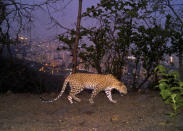 A leopard is seen walking across a ridge in Aarey colony near Sanjay Gandhi National Park overlooking Mumbai city, India, May, 12, 2018. Los Angeles and Mumbai, India are the world’s only megacities of 10 million-plus where large felines breed, hunt and maintain territory within urban boundaries. Long-term studies in both cities have examined how the big cats prowl through their urban jungles, and how people can best live alongside them. ( Nikit Surve, Wildlife Conservation Society – India/ Sanjay Gandhi National Park via AP)