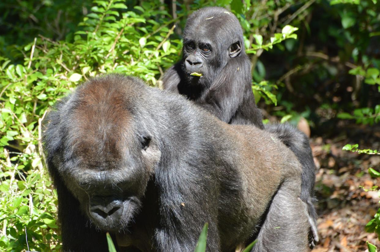 Grace, a western lowland gorilla, celebrated her first birthday on May 1, 2020, with her mom Kashata,