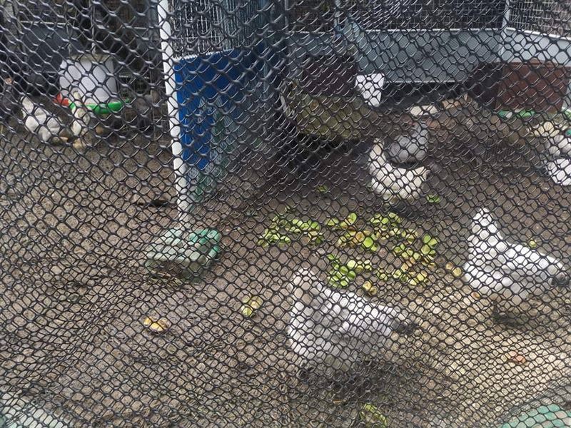 湯志偉透露，「在自家後院養了16隻雞。」（圖／翻攝湯志偉臉書）