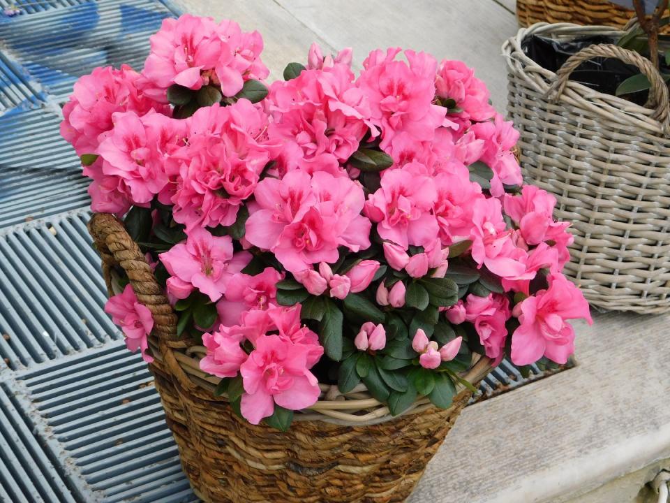 container gardening ideas