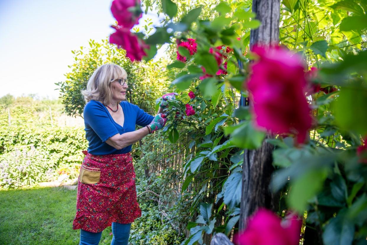 Woman with blue top, jeans, a red apron, and glasses prunes red rose bush on sunny day.