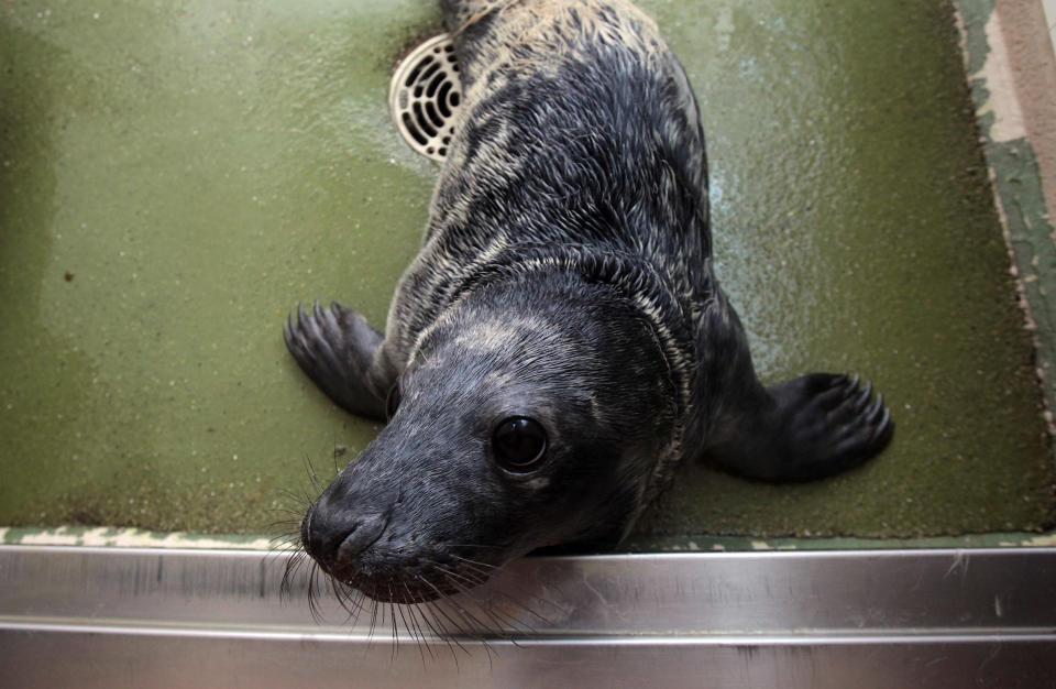 Seal pups