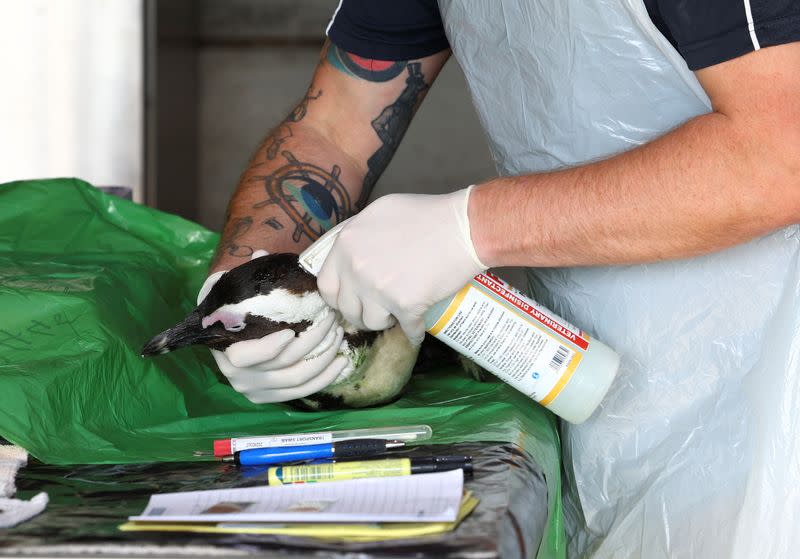 Outbreak of avian flu at Cape Town's penguin colony