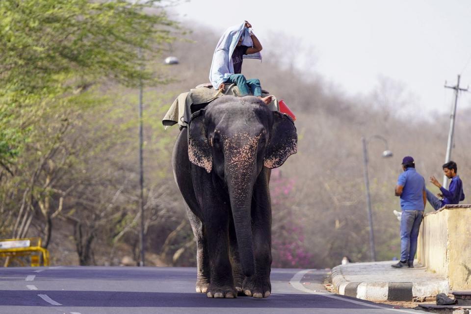 A mahout rides his elephant along a street on a hot summer day in Jaipur (AFP via Getty Images)