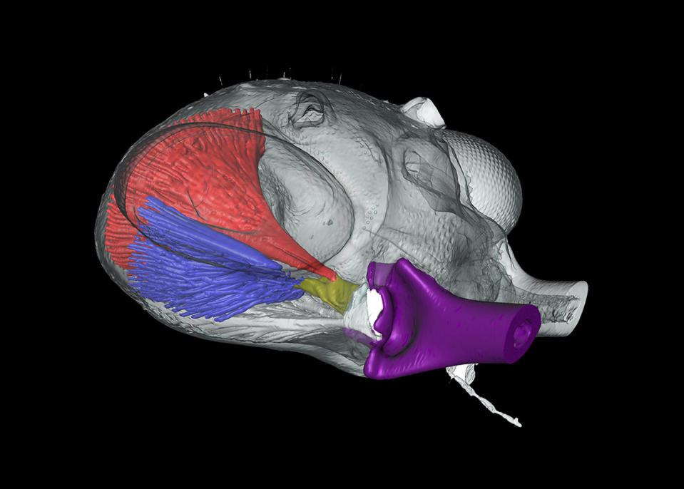 A special "latch" holds Myrmoteras ants' jaws open, and different sets of muscles in the insects' heads control the mechanisms that snap the mandibles closed. <cite>Fredrick Larabee, Smithsonian</cite>