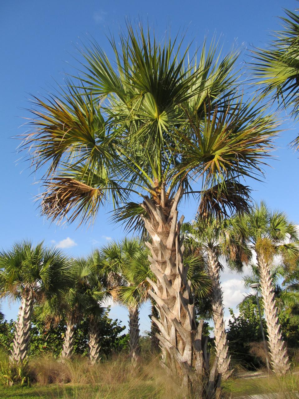 This is a Sabal Palm tree.