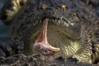 <p>A crocodile eats a chicken head at Sriracha Tiger Zoo in Chonburi province, Thailand, May 16, 2017. (Photo: Athit Perawongmetha/Reuters) </p>