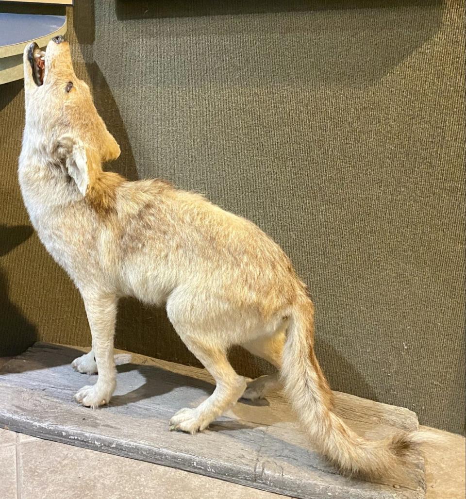 A coyote mount is displayed in the Jackson Guard Natural Resources Office.