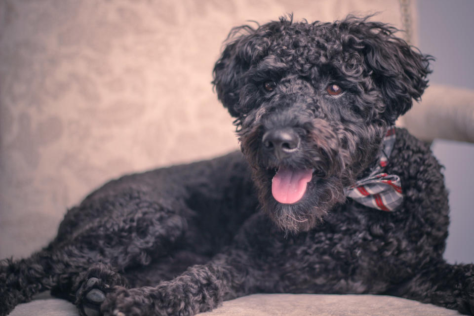 black schnoodle puppy