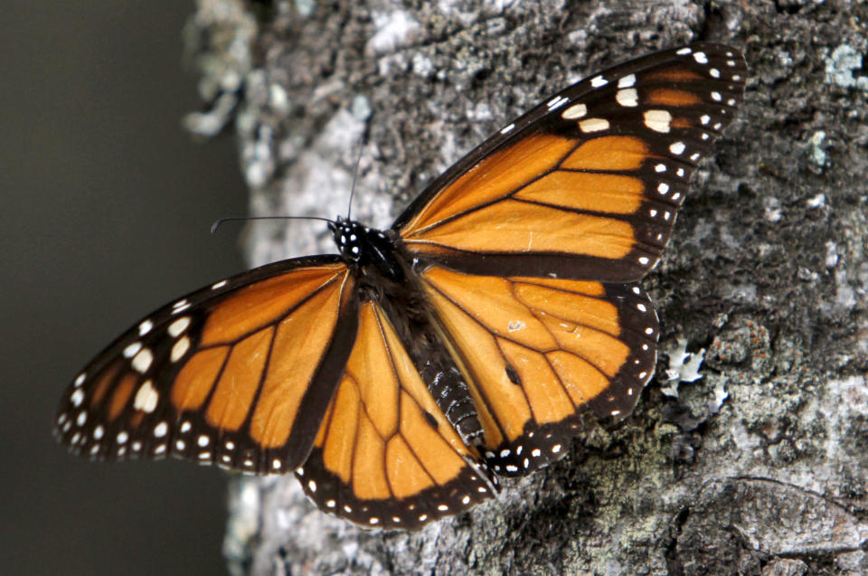 FILE - In this Dec. 9, 2011 file photo a Monarch butterfly sits on a tree trunk at the Sierra Chincua Sanctuary in the mountains of Mexico's Michoacan state. On Monday, Jan. 20, 2020, prosecutors in western Mexico have called in 53 local police officers for questioning in the Jan. 14 disappearance of a long-time promoter and protector of the wintering grounds of the monarch butterfly. (AP Photo/Marco Ugarte, File)