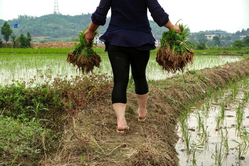 2018年5月9日，中國湖南省東風鄉，一名農夫在插秧。