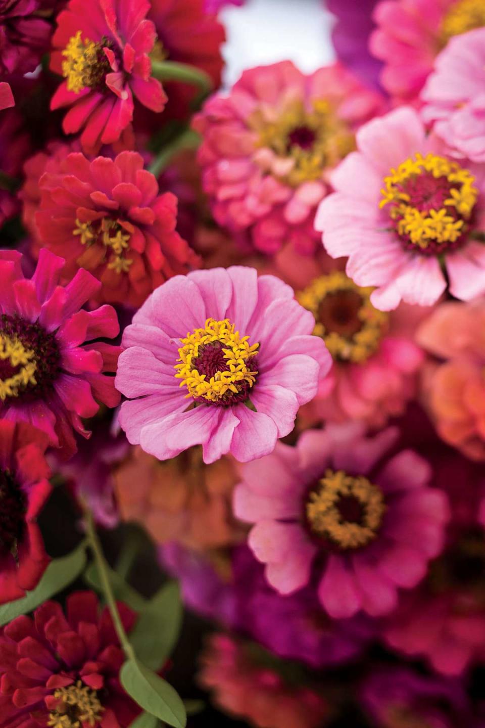 Zinnias