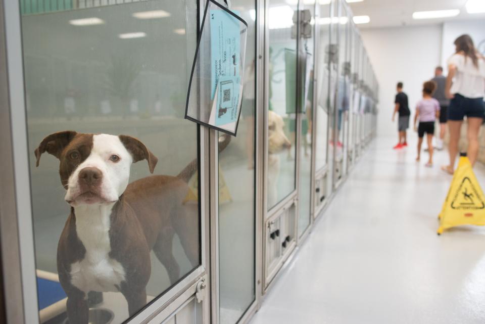 Sedona, left, was among dogs available for adoption Wednesday at a decreased rate of $25 through the Helping Hands Humane Society. The discount will remain in effect through Aug. 31.