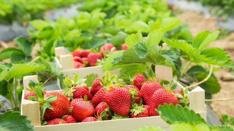 strawberries in crate