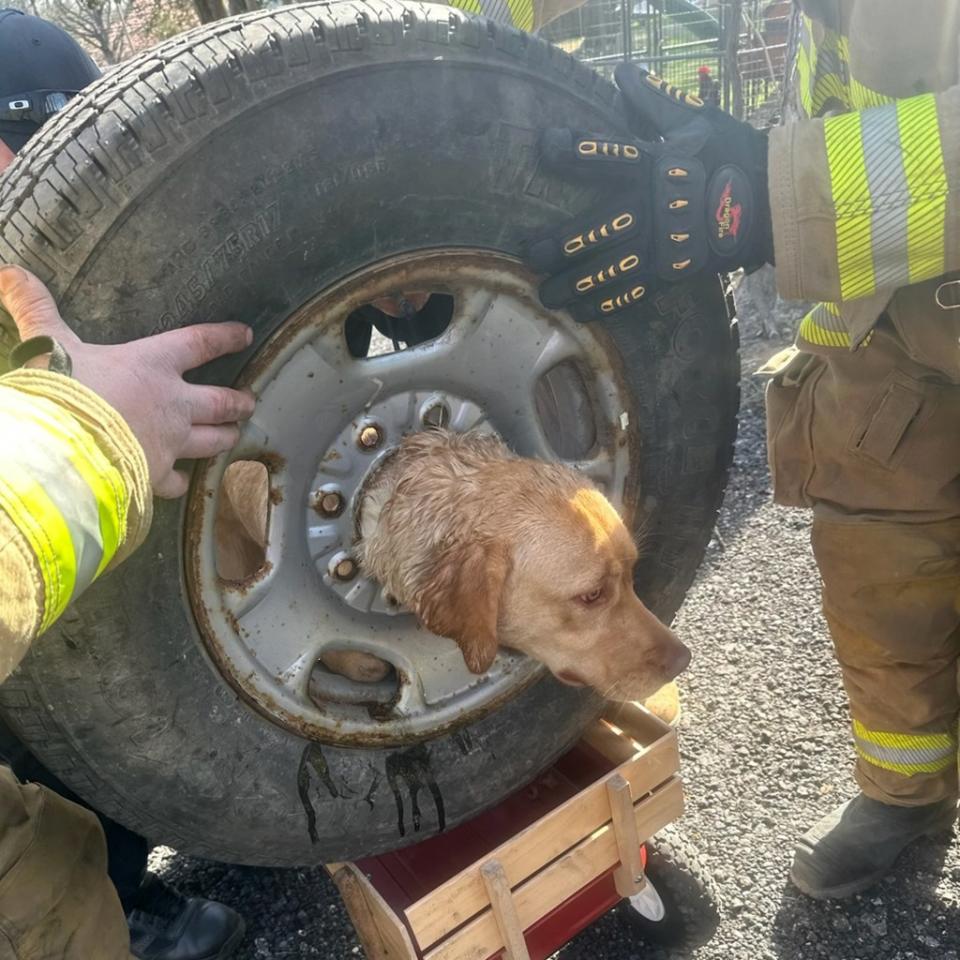 Daisy looked sad and terrified after firefighters tried to use soap and water to remove her head from the inside of a tire. Franklinville Volunteer Fire Company