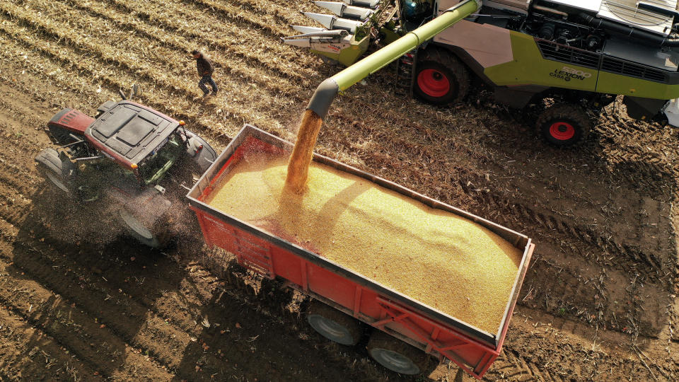 El maíz transgénico ha sido impulsado por la industria para que resista las condiciones climáticas y los pesticidas (Foto: Reuters/Pascal Rossignol)
