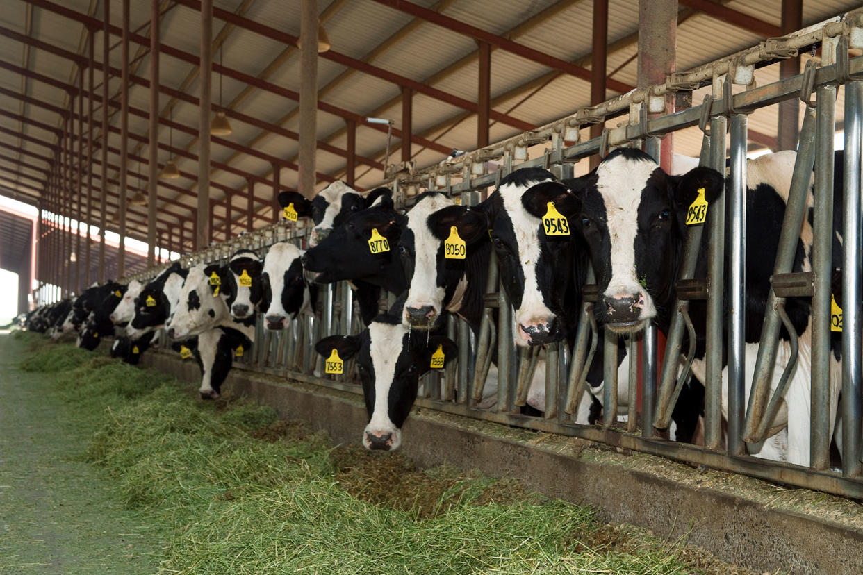 Holstein dairy cows Ed Young/Design Pics Editorial/Universal Images Group via Getty Images